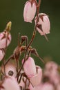 St. Dabeocâs heath Daboecia cantabrica Irish Princess, veined pink flower and red buds Royalty Free Stock Photo